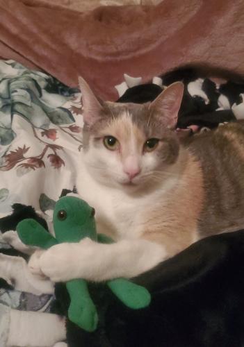 Lost Female Cat last seen Indian point , Branson, MO 65616