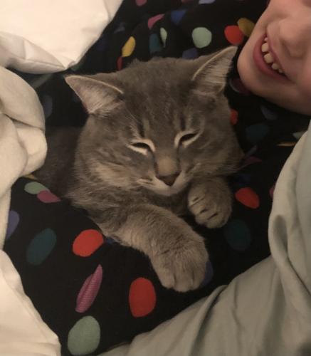 Lost Male Cat last seen 99th and Longwood, Chicago, IL 60643
