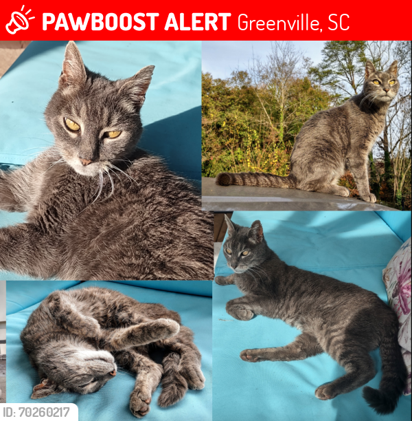 Lost Male Cat last seen Ashford Ave in Vista Hills, Greenville, SC 29609