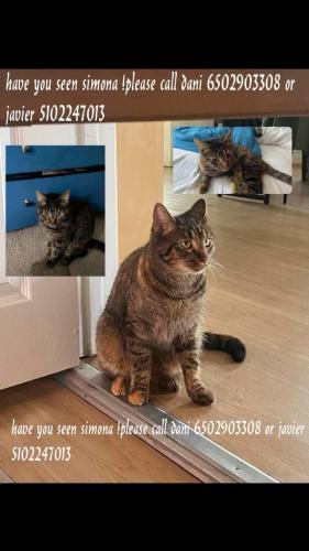Lost Female Cat last seen Bancroft Ave, 73rd Ave, Oakland, CA 94605