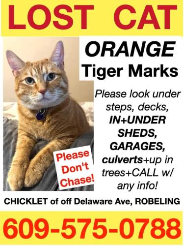 Lost Male Cat last seen Near Delaware Ave robeling nj 08554, Florence, NJ 08554