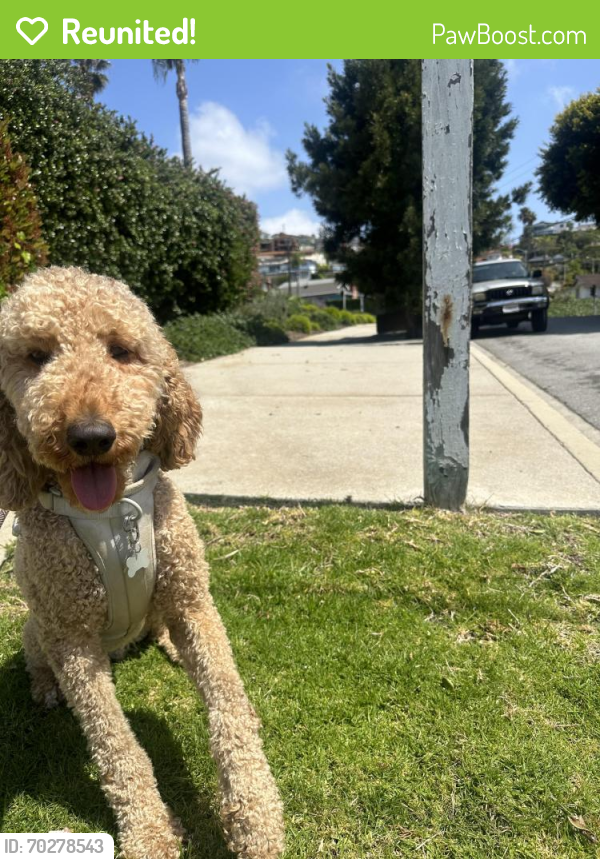 Reunited Male Dog last seen Near south anchovy Ave , Los Angeles, CA 90732