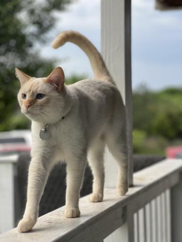 Lost Male Cat last seen Wind Chime Cir/Stormer Rd, Knox County, TN 37918