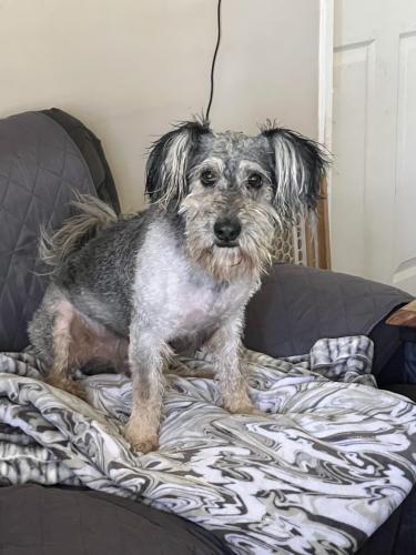 Lost Male Dog last seen Euclid Ave, Beaumont, CA 92223