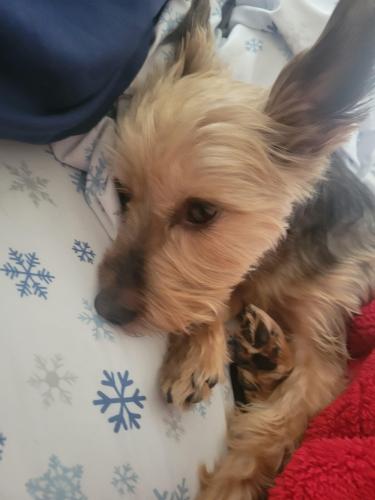 Lost Male Dog last seen Broadmore Dr and Cascades Parkway, Sterling, VA 20165