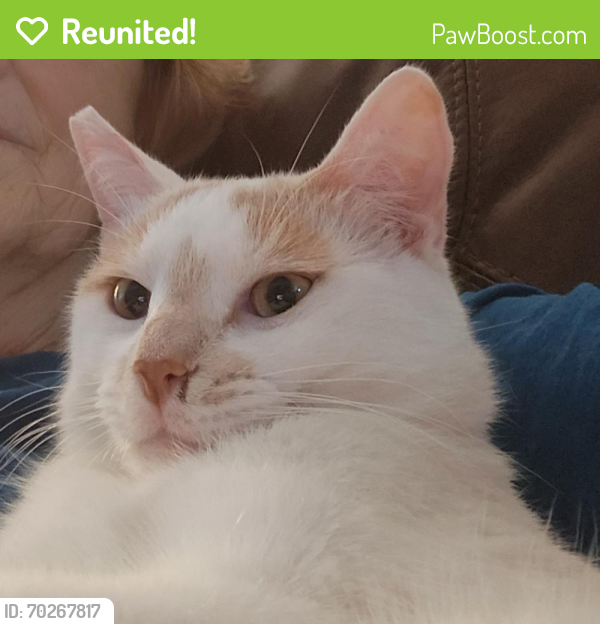 Reunited Male Cat last seen Near and winding way, Friendswood, TX 77546