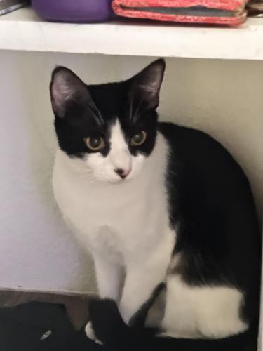 Lost Female Cat last seen Bell and tatum, Phoenix, AZ 85032