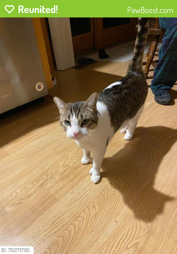 Reunited Male Cat last seen At our  on 5th Ave in Dover, MN, Dover, MN 55929