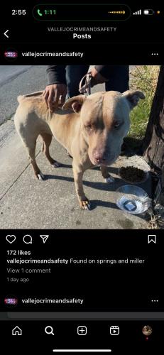 Lost Female Dog last seen Mueller/springs Rd Vallejo CA 93590, Vallejo, CA 94591