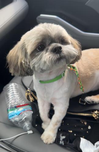 Lost Male Dog last seen Parchester , The Bronx, NY 10460