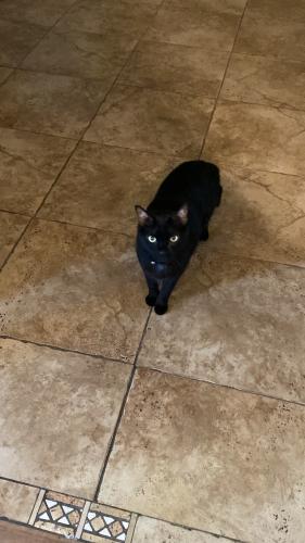 Lost Male Cat last seen Near Monterey ave 89104, Las Vegas, NV 89104
