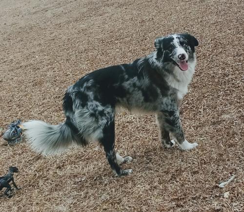 Lost Male Dog last seen Johnson county , Joshua, TX 76058
