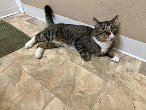 Lost Male Cat last seen Mountain Ave and Armstrong Street, Upland, CA, 91786, Upland, CA 91784