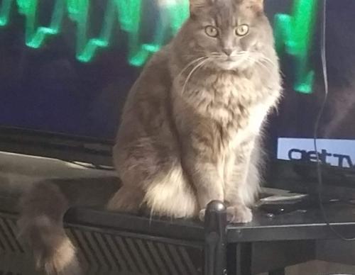 Lost Female Cat last seen Northbourne and Fenwick, Baltimore, MD 21239