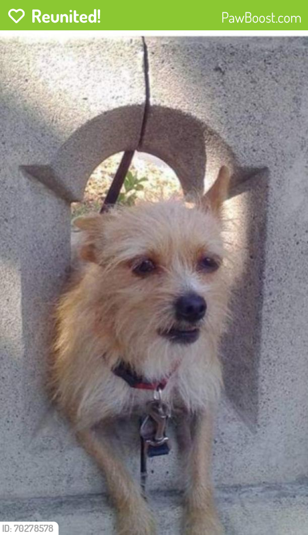 Reunited Male Dog last seen JONS Supermarket, West 3rd street & Kenmore, LA, Los Angeles, CA 90020
