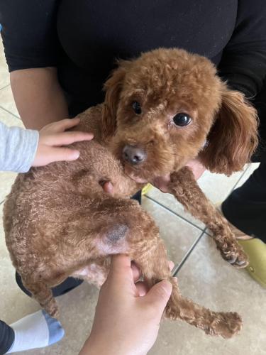 Lost Male Dog last seen CHERRY AVE AND MEYER CANYON, Fontana, CA 92335
