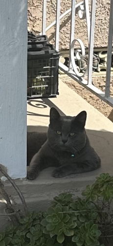 Lost Male Cat last seen Butler Ave and 69th Way , Long Beach, CA 90805