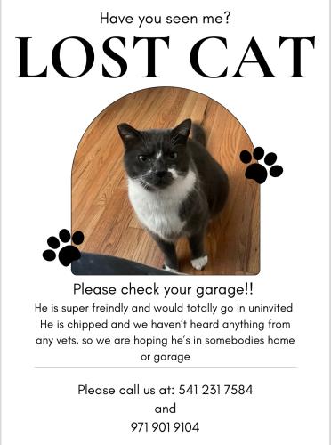 Lost Male Cat last seen Cedar Hills, Beaverton, OR 97005