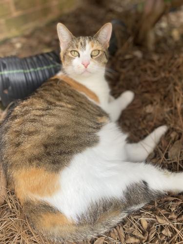 Lost Female Cat last seen Bells Ferry Rd & Chastain Rd , Cobb County, GA 30066
