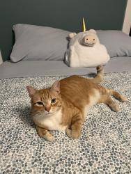 Lost Male Cat last seen Near Bates Rock Rd Southbury CT, Southbury, CT 06488