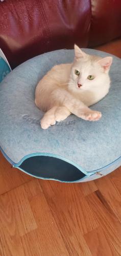 Lost Male Cat last seen East Lydius and Coons Road, Schenectady, NY 12303