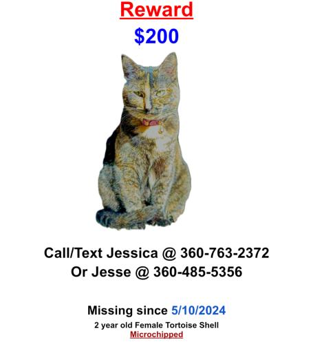 Lost Female Cat last seen Chehalis Western Trial, between Indian Summer Golf Club + Yelm Highway Bridge , Olympia, WA 98501