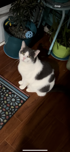 Lost Female Cat last seen Treaty rd and convent ave, Philadelphia, PA 19114