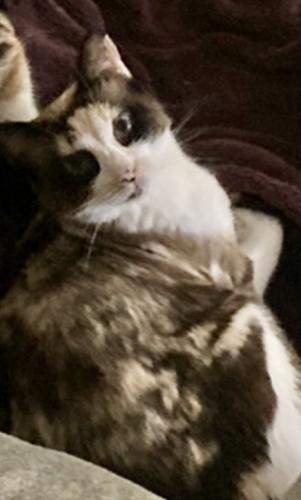 Lost Female Cat last seen Big Horn Blvd, Elk Grove, CA 95758