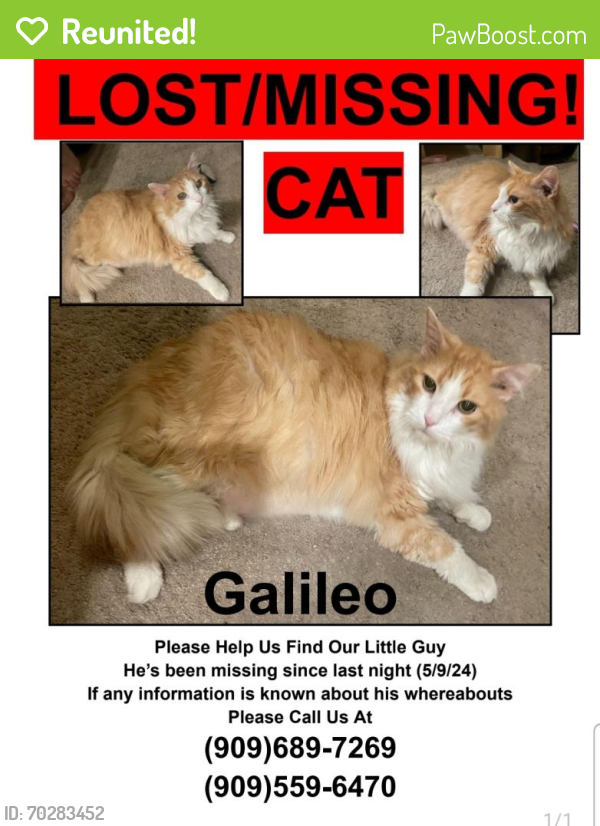 Reunited Male Cat last seen McKinley and Magnolia, Riverside, CA 92503