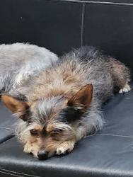 Lost Male Dog last seen Near Hockinson Park, Brush Prairie, WA 98606
