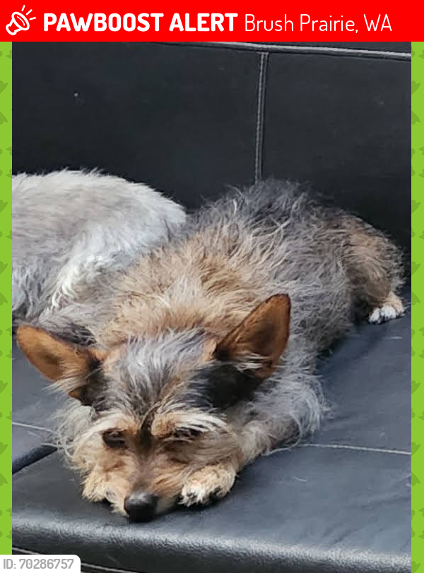 Lost Male Dog last seen Near Hockinson Park, Brush Prairie, WA 98606