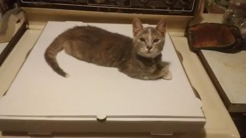 Lost Female Cat last seen New Cumberland Bottoms (Forest), Mineral City, OH 44656