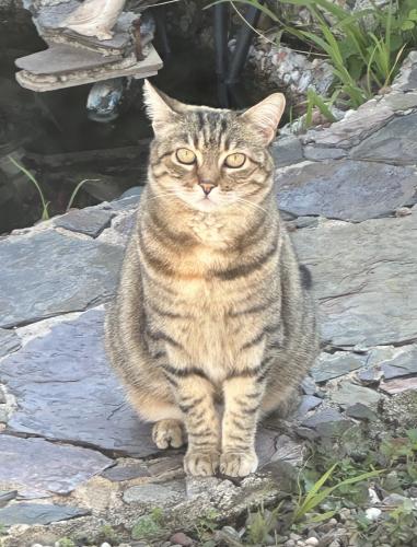 Lost Female Cat last seen E Rio Verde Dr and Montezuma, West Covina, CA 91791