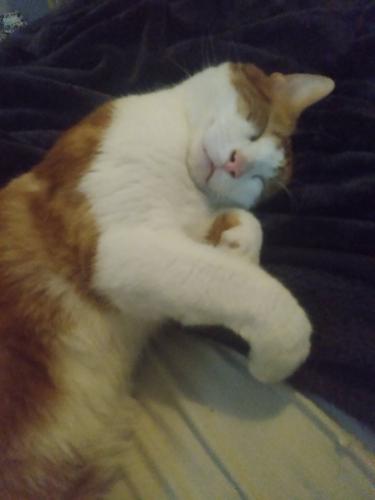 Lost Male Cat last seen Waldemar Rd & W 92nd st, Indianapolis, IN 46268