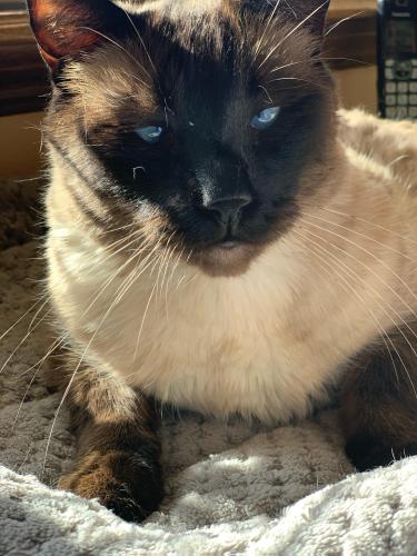 Lost Female Cat last seen 42nd Street West & Conestoga (off of Ave K), Lancaster, CA 93536