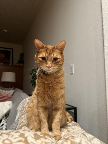 Lost Male Cat last seen Near SE Evening Star Drive, Happy Valley, OR 97086