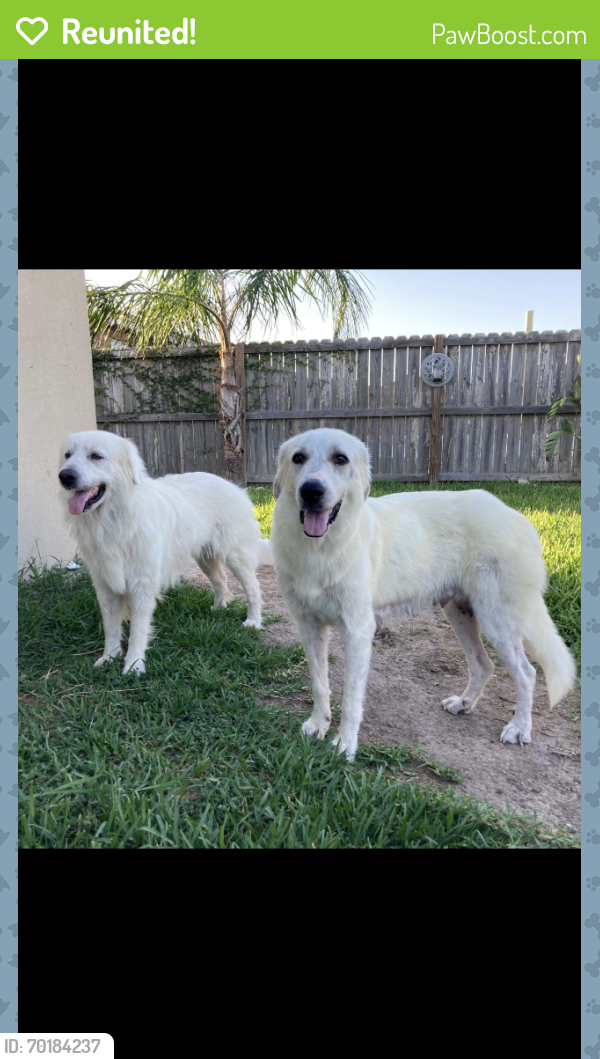 Reunited Male Dog last seen North Central Ave , Near to Ruben Torres , Circle K area, Brownsville, TX 78526