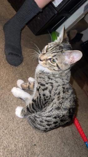 Lost Male Cat last seen Old state route 74 , Batavia, OH 45103