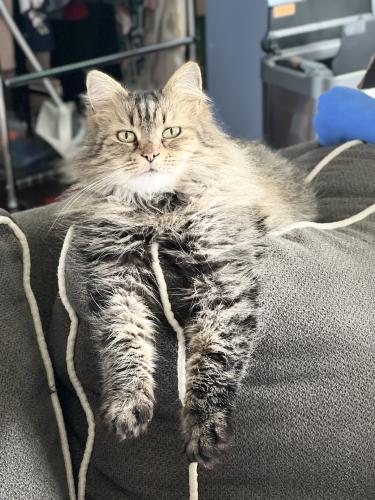 Lost Female Cat last seen Washington ave and Sharon Court & Greenwillows Dr, Vineland, NJ 08361