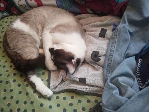 Lost Male Cat last seen Near 94th Ave close to Vancouver mall, Vancouver, WA 98662