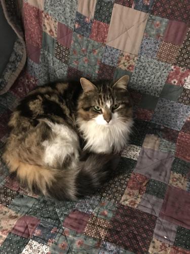 Lost Male Cat last seen Daws lane , Greater London, England NW7