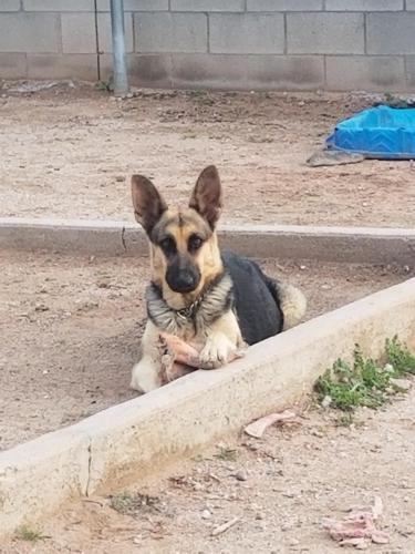 Lost Female Dog last seen Drexel Rd between Campbell and Park, Tucson, AZ 85706