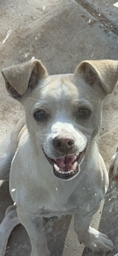 Lost Male Dog last seen Hollister Street,  San Diego Ca, San Diego, CA 92154
