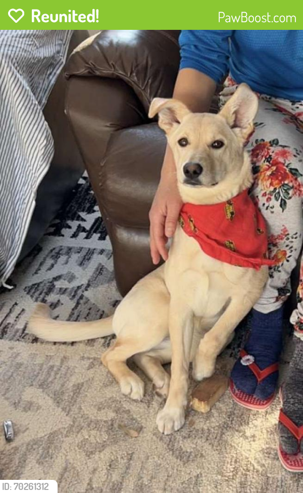 Reunited Female Dog last seen Independence Dr, Anchorage, AK 99507