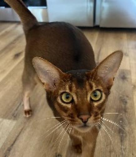 Lost Male Cat last seen Devonshire  Independent, Lemarsh, Los Angeles, CA 91311