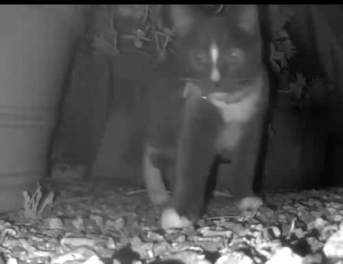 Lost Female Cat last seen 37th and gaviota, Long Beach, CA 90807