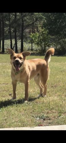 Lost Male Dog last seen Steeplechase Neighborhood , Hope Mills, NC 28371