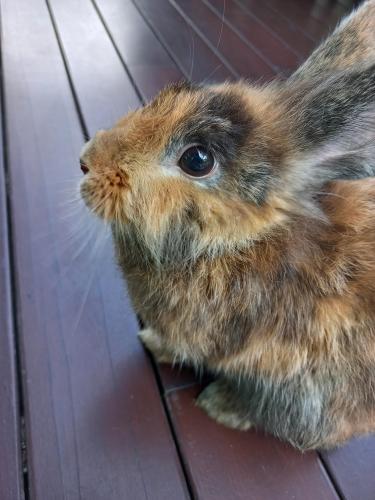 Lost Female Rabbit last seen Jalan Gasing, Petaling Jaya, Selangor 46000