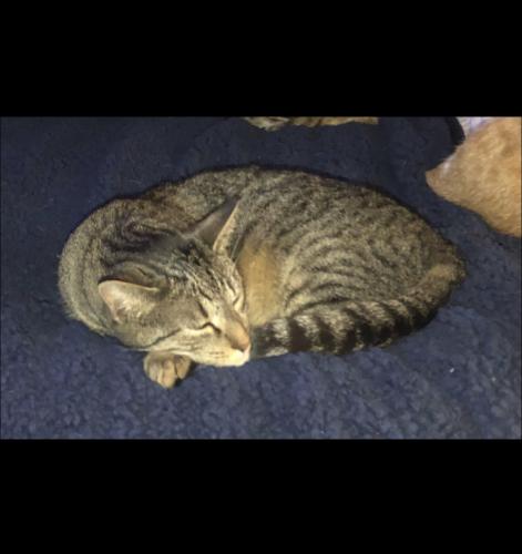 Lost Female Cat last seen Flint post office, Flint, TX 75762