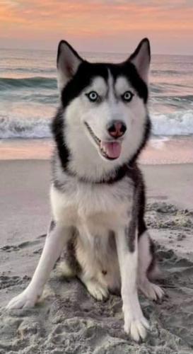 Lost Male Dog last seen Weant Road, High Point, NC 27263